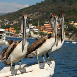 LB Magnificent Travel Agency - Ixtapa is a great place to get up close and personal with the locals. #Ixtapa #MexicoTravel #NatureLovers #PelicanHaven #WildlifeWatching