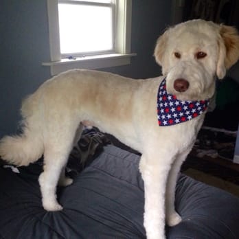 Katie's Dog Grooming Service - Pet Groomers Near Me - Plainfield, Indiana Katie's Dog Grooming Service - Pet Groomers Near Me - Plainfield, Indiana