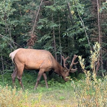Sundog Tour - Male Elk - Tours Near Me - Jasper, Alberta