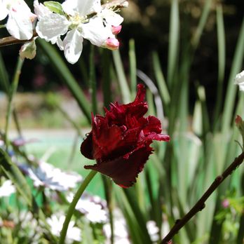 The Best Guys - a red carnation and white flowers - Landscaping Near Me The Best Guys - a red carnation and white flowers - Landscaping Near Me