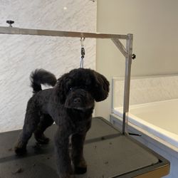 Paw Pad Altrincham