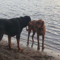 Wilson Park - Hunter made a friend