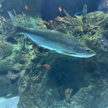 Aquarium Restaurant - Seafood Near Me - Kemah, Texas