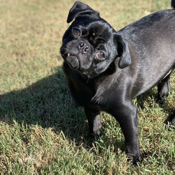 Vera's Posh Paws - My pug, Gravy. - Pet Boarding Near Me - Oklahoma City, Oklahoma Vera's Posh Paws - My pug, Gravy. - Pet Boarding Near Me - Oklahoma City, Oklahoma