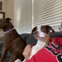 Photo of Corrina Babiash - Clark Dog Training