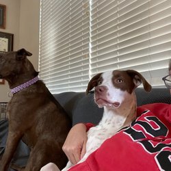Corrina Babiash - Clark Dog Training - Corrina showing our dog love