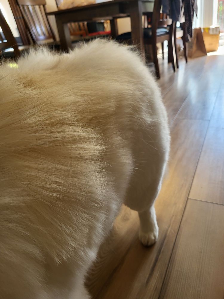 ADORABLE PETS GROOMING Updated August 2024 14 Reviews 10420