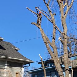 Good Guys Tree Service - Tree trimming.