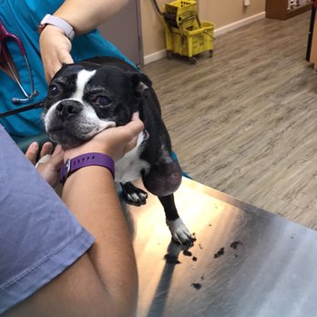 Alpine Veterinary Hospital - Veterinarians Near Me - Concord, California