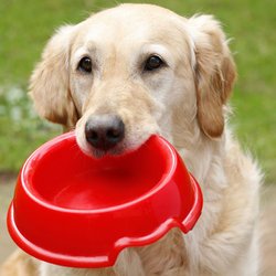 Bakersfield Pet Food Pantry - Help us fill his empty bowl with your pet food donations.