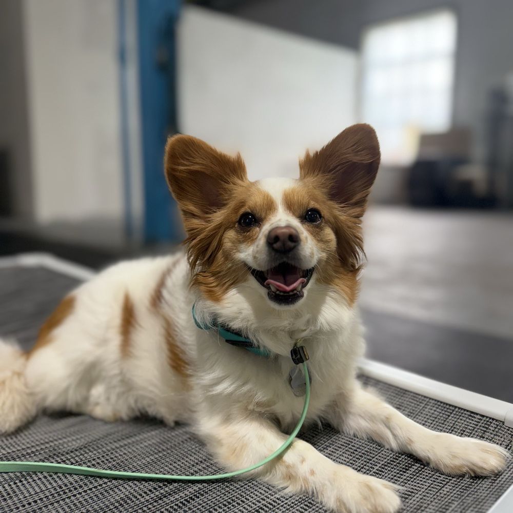 Turning Point Dog Training - Pet Training Near Me - Cleveland, Ohio