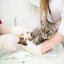 Photo of Animal Medical Center of Plaquemine