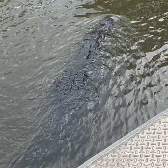 Ultimate Swamp Adventures - Tours Near Me - Westwego, Louisiana