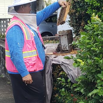 Honey Bee Rescue - Peter searching for the queen! - Pest Control Near Me