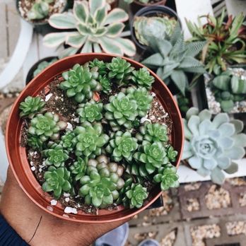 Clement Nursery - Nurseries & Gardening Near Me - San Francisco, California