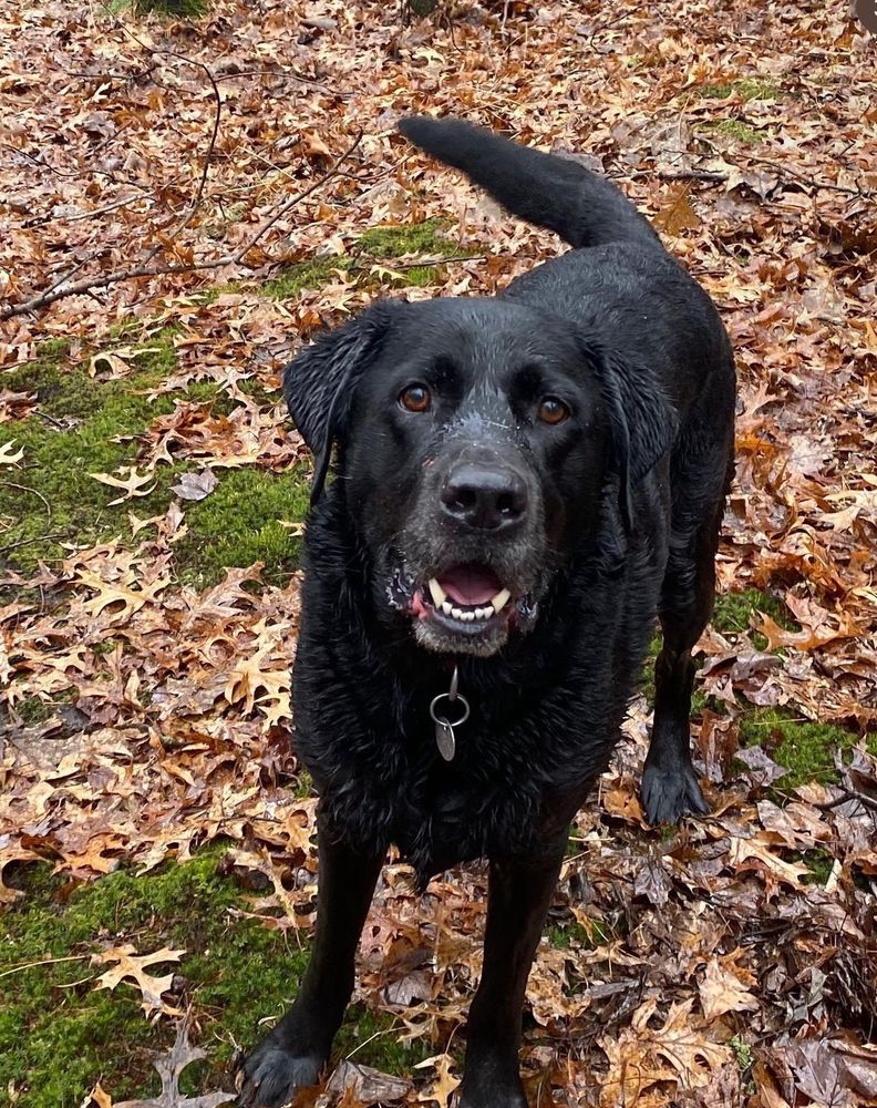 Shamrock Acres Kennels - pet boarding facility in Waunakee, WI