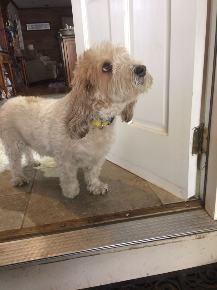 THE DOG HOUSE Updated September 2024 10 Photos 3118 Bellwood Dr