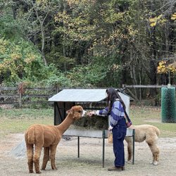 Harvard Alpaca Ranch