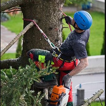 H & H Tree Services - untitled - Tree Services Near Me H & H Tree Services - untitled - Tree Services Near Me