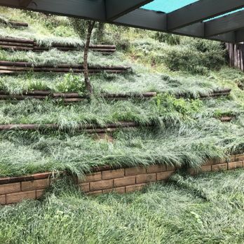 Invitation Homes - This is what happened after just a few days of rain. Those are weeds. They are now completely dry. - Property Management Near Me - Glendale, California