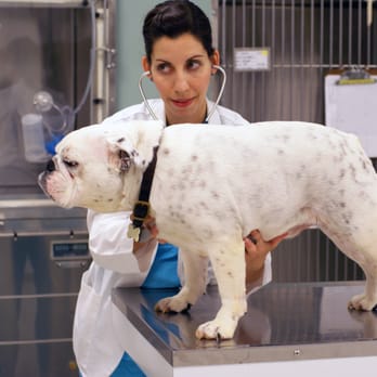 Columbus Central Veterinary Hospital - We see dogs! - Veterinarians Near Me - Columbus, New Jersey Columbus Central Veterinary Hospital - We see dogs! - Veterinarians Near Me - Columbus, New Jersey