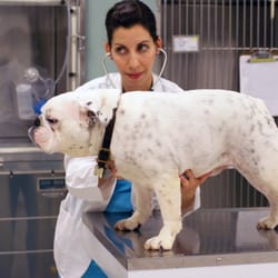 Columbus Central Veterinary Hospital - We see dogs!