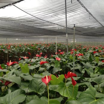 Green Point Nurseries - Florists Near Me - Hilo, Hawaii
