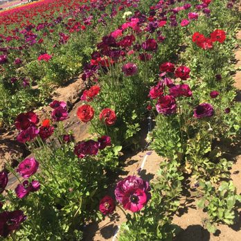 The Flower Fields - Venues & Event Spaces Near Me - Carlsbad, California