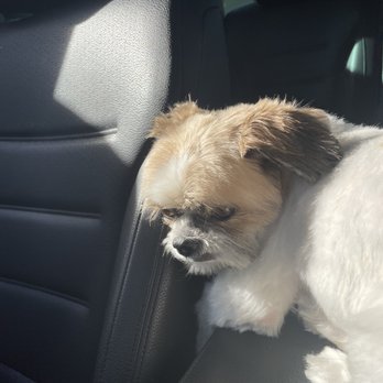 Bow Wow Meow - Menlo Park - Shih tzu botched - Pet Groomers Near Me - Menlo Park, California Bow Wow Meow - Menlo Park - Shih tzu botched - Pet Groomers Near Me - Menlo Park, California