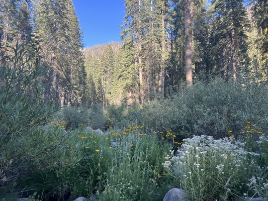Lodgepole Campground by null