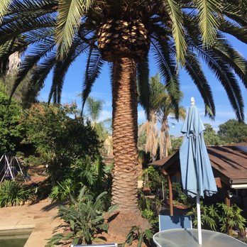 ArborCare Tree Care - After - Tree Services Near Me ArborCare Tree Care - After - Tree Services Near Me