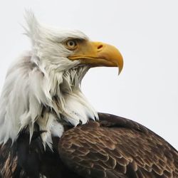 Prince of Whales - Bald Eagle