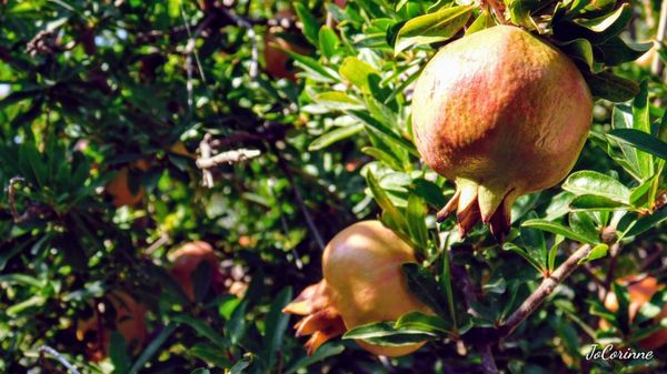 Aragonese Castle by null