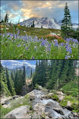 Myrtle Falls by null