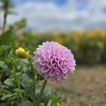 Tru2Earth Farm - Pick Your Own Farms Near Me - Gilroy, California Tru2Earth Farm - Pick Your Own Farms Near Me - Gilroy, California