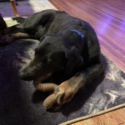 Whole Pets Market - Dog chewing hard tripe bone