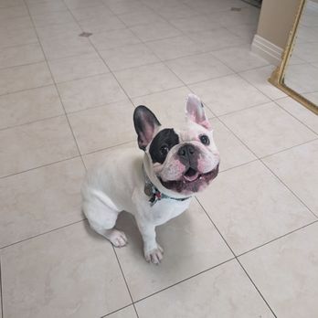 Sassy Paws Mobile Pet Salon - Pet Groomers Near Me Sassy Paws Mobile Pet Salon - Pet Groomers Near Me