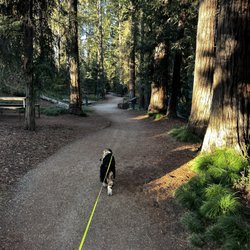 T Elliot Weier Redwood Grove