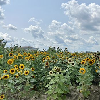 Tom's Farm Market - Farmers Market Near Me - Huntley, Illinois Tom's Farm Market - Farmers Market Near Me - Huntley, Illinois