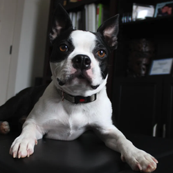 Ozark Functional Wellness - Hi, I'm Loki (Therapy Dog in training).