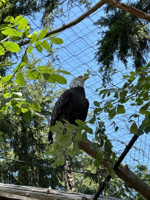 Northwest Trek Wildlife Park by null