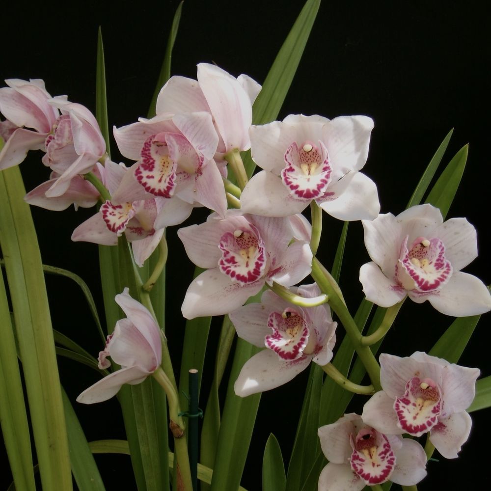 "Orchids In The Wild"