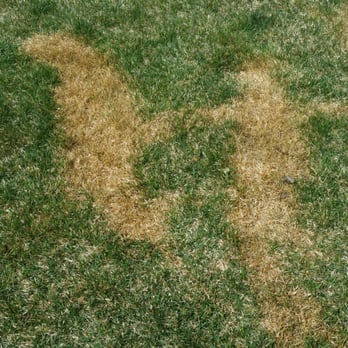Mile Hi Services - One of many patches of dead, burned grass. - Lawn Services Near Me - Denver, Colorado