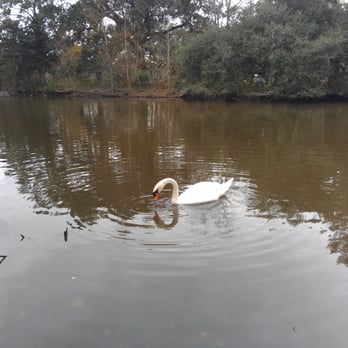 Audubon Park - A beautiful swan - Parks Near Me - New Orleans, Louisiana