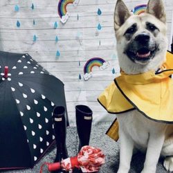 caroline's lucky dog salon