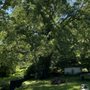 Photo of Dynamic Tree Service