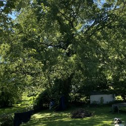 Dynamic Tree Service - Better idea of the size of the hackberry that fell