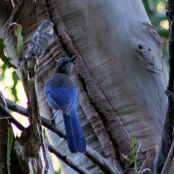 Novitiate Park - Steller's Jay - Hiking Near Me - Los Gatos, California Novitiate Park - Steller's Jay - Hiking Near Me - Los Gatos, California
