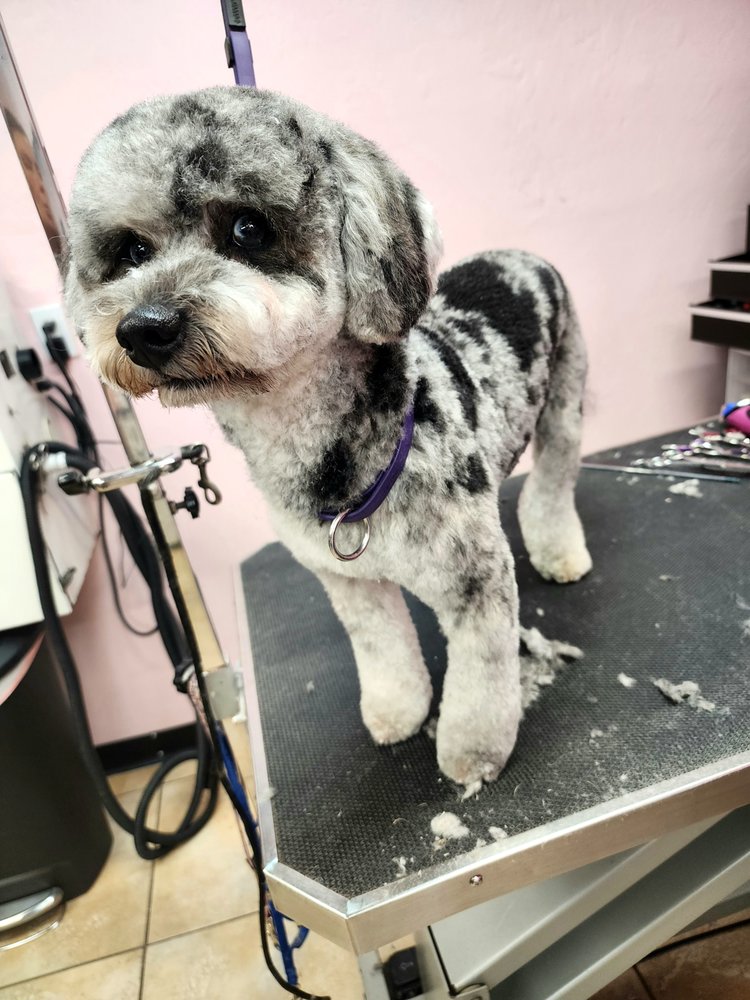 DOG MOBILE GROOMING 32 Photos Lehigh Acres, Florida Pet Groomers Phone Number Yelp