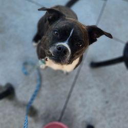 Whiskey Springs - Happy pup with her water bowl they so nicely provided for her!